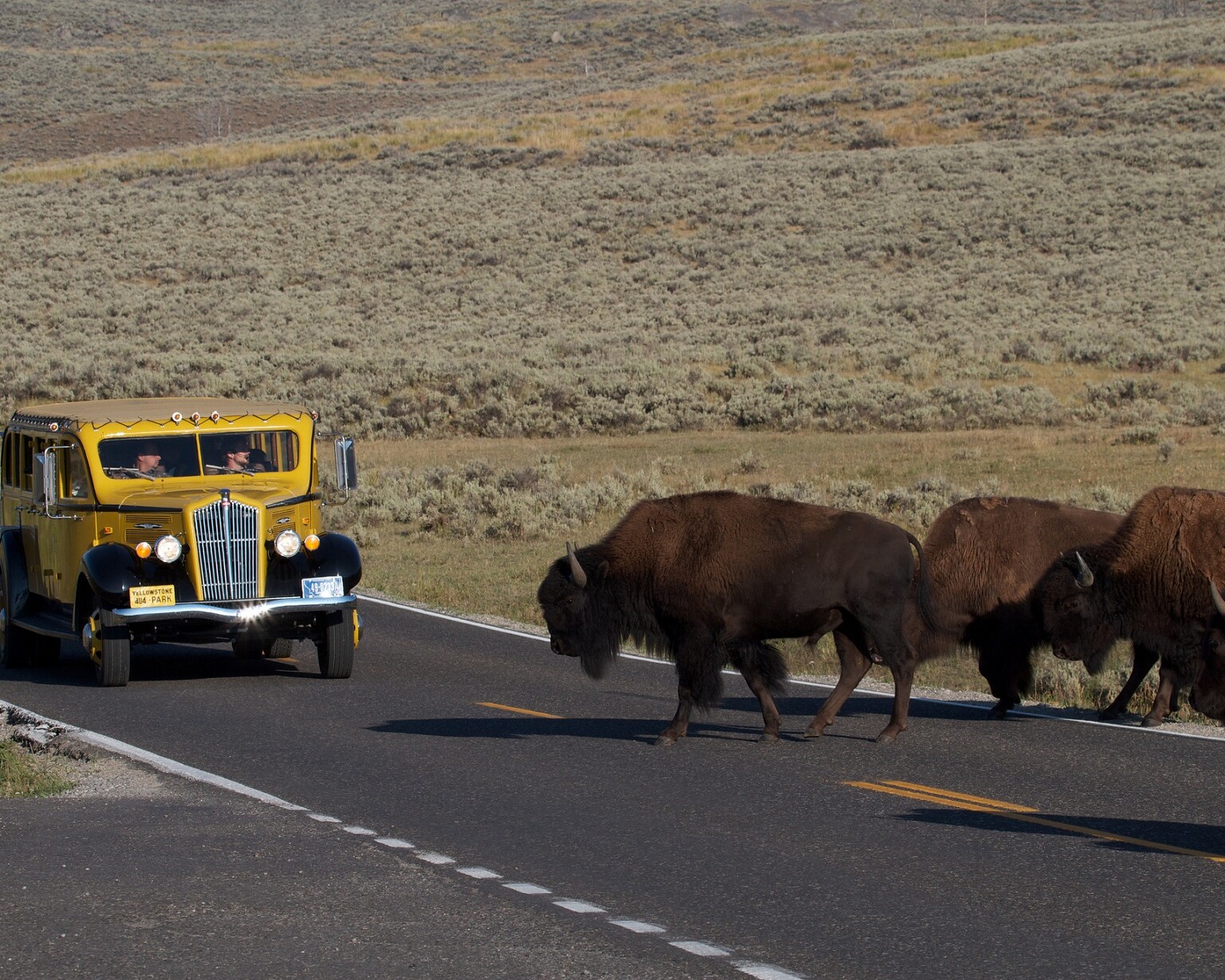 Lamar Valley nel parco di Yellowstone