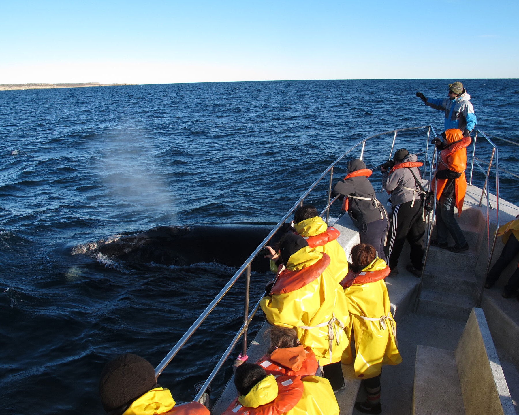 Patagonia per vedere le balene