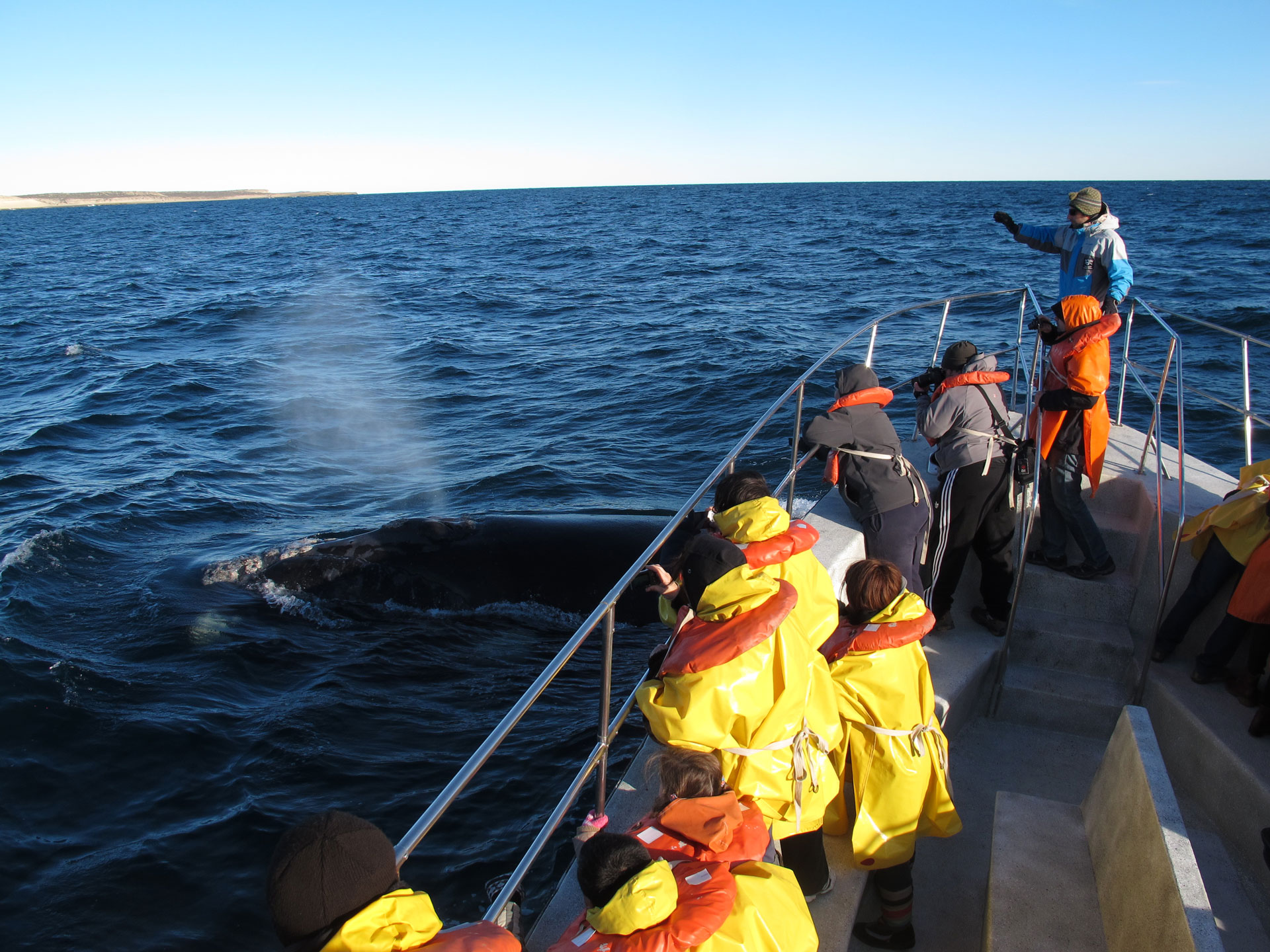 Patagonia per vedere le balene