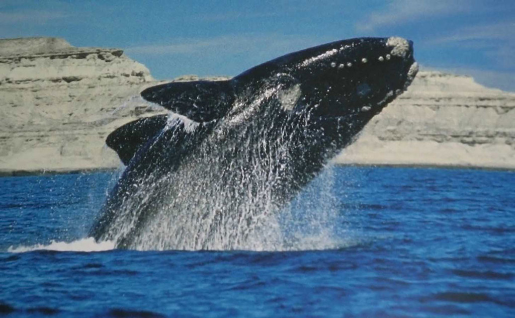  Patagonia per vedere le balene