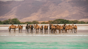Viaggio in Oman