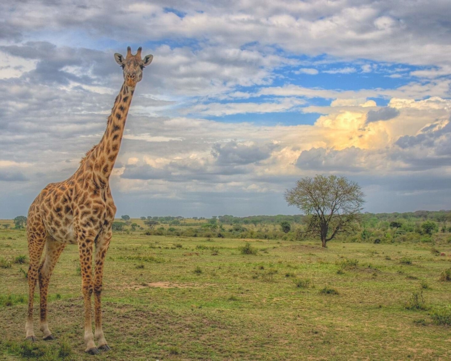 parchi africani
